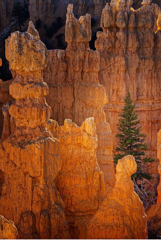 Ponderosa pine and hoodoos Bryce Canyon National Park, Utah.